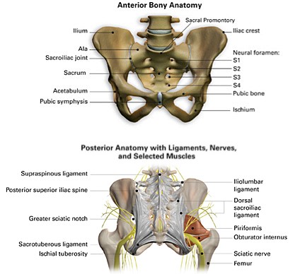 Anatomy And Biomechanics Of The Sacroiliac Joint Anatomy And Biomechanics Of The Sacroiliac Joint