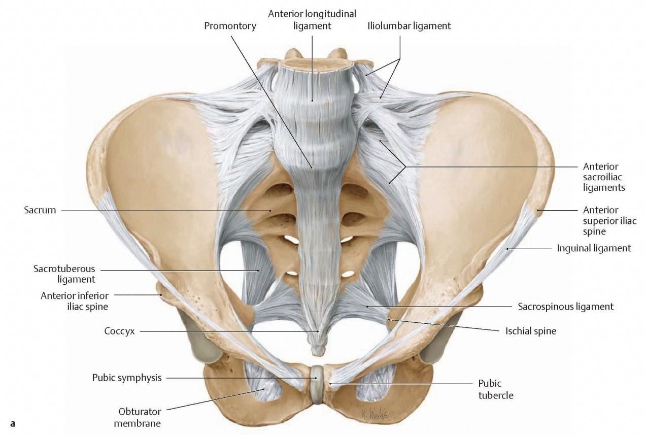 Anatomy And Biomechanics Of The Sacroiliac Joint Anatomy And Biomechanics Of The Sacroiliac Joint