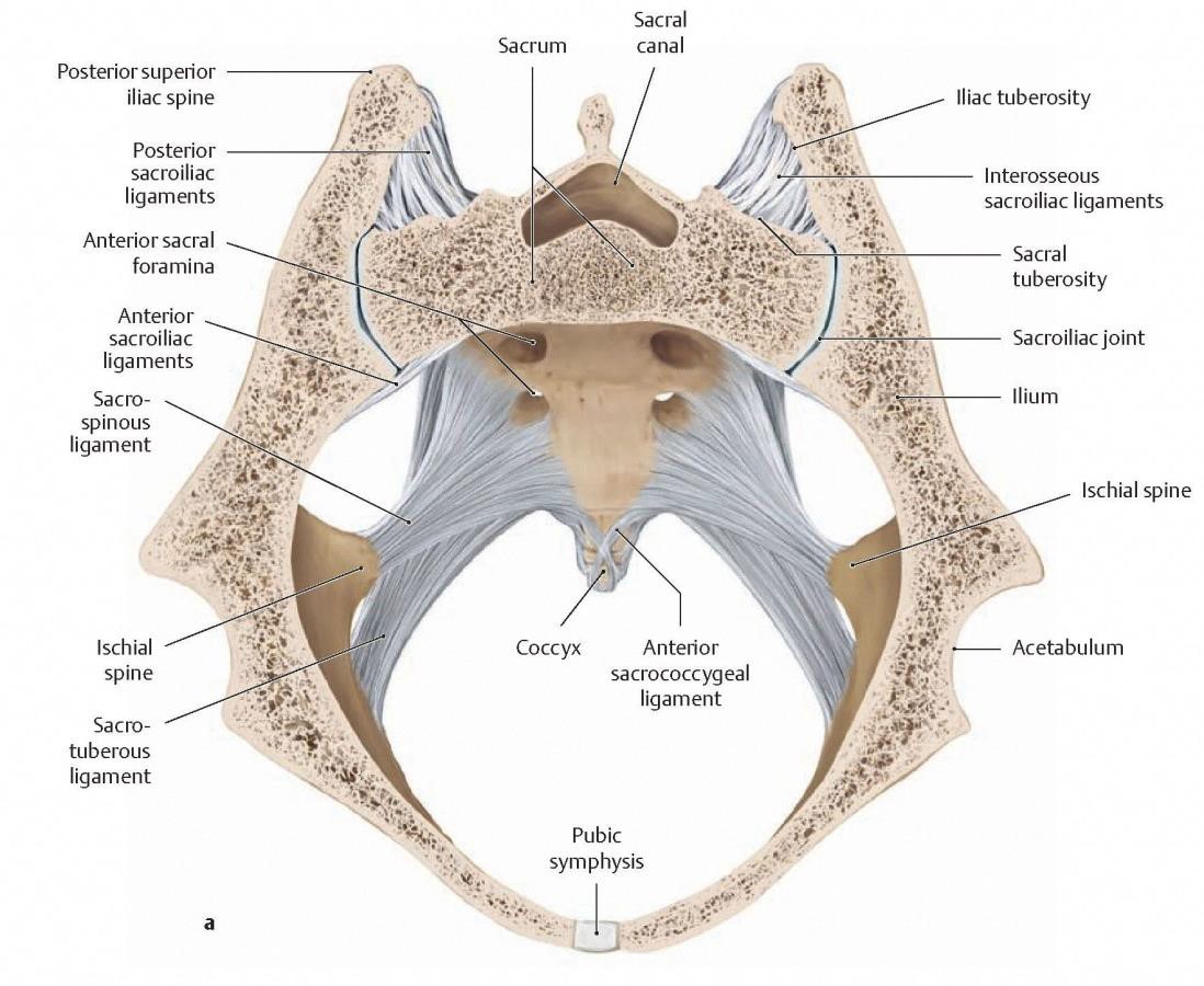 Ventral Sacroiliac Ligament