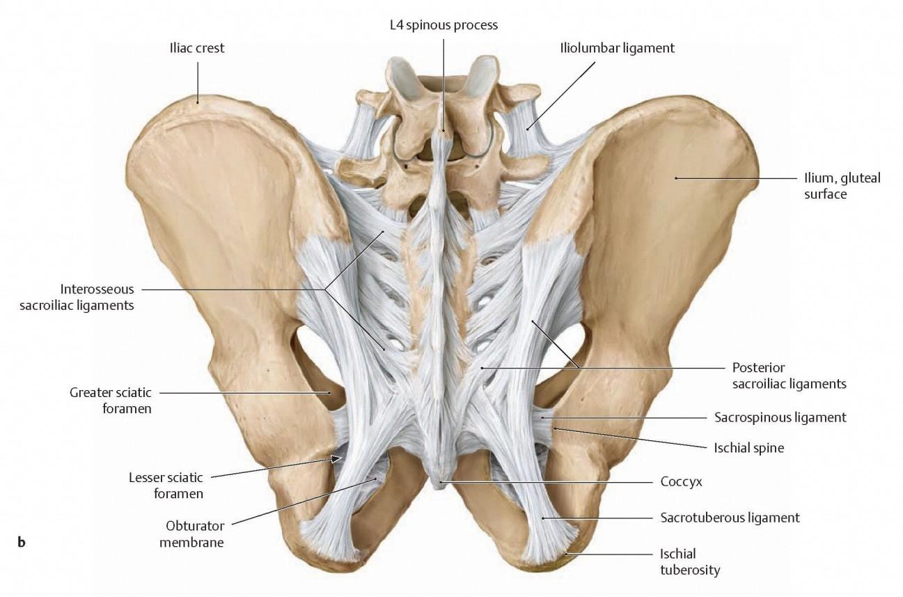 Anatomy Biomechanics of the Sacroiliac Joint