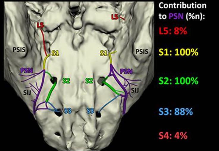 Anatomy And Biomechanics Of The Sacroiliac Joint 7