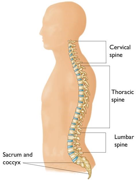 spine anatomy