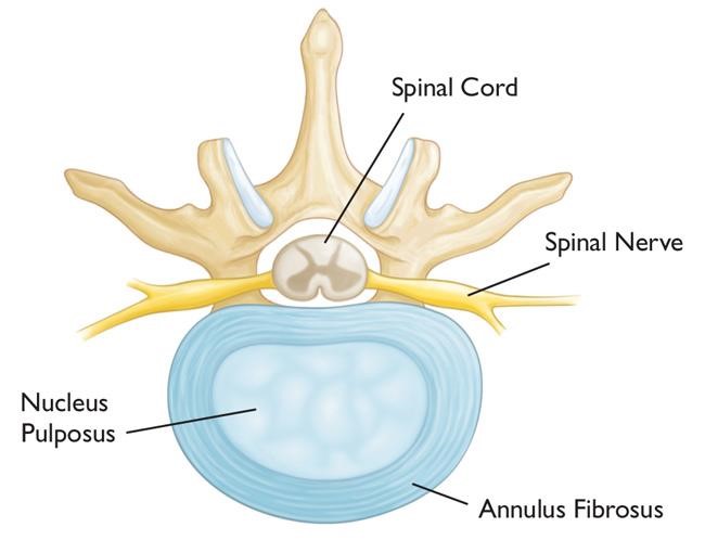 The anterior cervical approach to the spine (cross-sectional view)